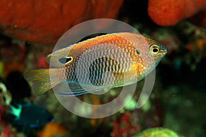 Princess damselfish (Pomacentrus vaiuli)