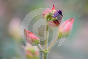 Princess-flower, Tibouchina urvilleana, budding purple flower