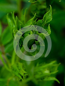 Princess Midori rose begin to bloom the green petals slowly bloom