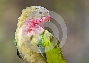 Princess Parrot at Alice Springs Desert Park