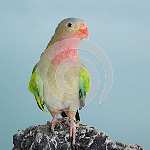 Princess parrot as pet animal