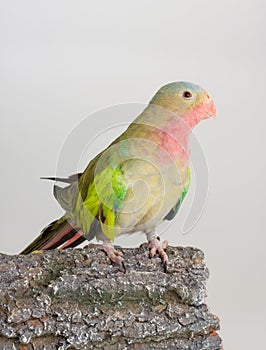 Princess parrot as pet animal
