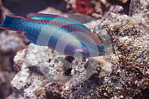 Princess Parrotfish on Coral Reef