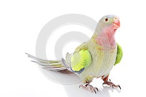 Princess of Wales Parakeet