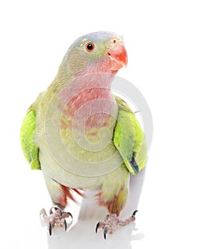 Princess of Wales Parakeet