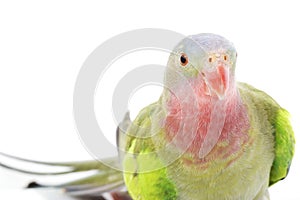 Princess of Wales Parakeet