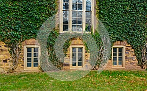 PRINCETON, USA - NOVENBER 12, 2019: creeping plants, ivy on the walls of educational buildings at Princeton University. Plants