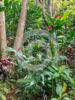 Princeville Botanical Gardens, Kauai, Hawaii, USA