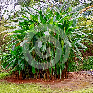 Princeville Botanical Gardens, Kauai, Hawaii, USA