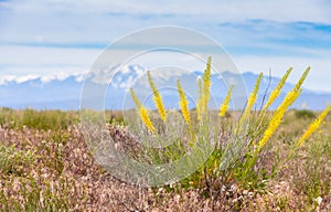 Princeâ€™s Plume Plant Stanleya pinnata With La Sal Mountain Range Mt. Peale Background