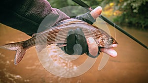 The principle of catch and release. Fishing for grayling
