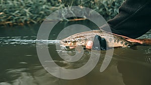 The principle of catch and release. Fishing for trout