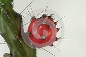 Prinkly Pear Cactus Flower
