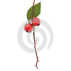 Prinsepia berry with red berries and thorny stem suspended in air Food and culinary concept photo