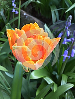 Prinses Irene tulip flower