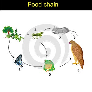 Biology - Food chain version 01 photo