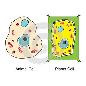 Animal cell and plant cell