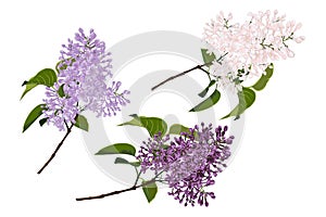 Set of hand drown branches of purple and white lilac flowers photo