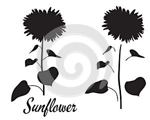 Sunflower silhouette vector illustration. Set of flower elements.