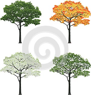 Tree in four seasons summer fall winter spring isolated on white background