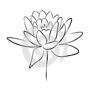 One line drawing flower, vector illustration