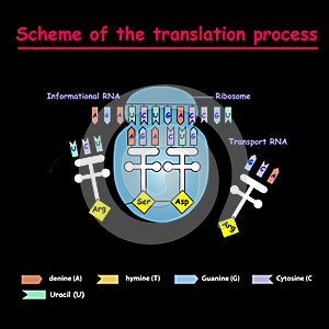 Scheme of the translation process. syntesis of mRNA from DNA in the nucleus. The mRNA decoding ribosome by binding of complementar photo