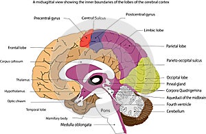 Creative brain design with touch points words brain head