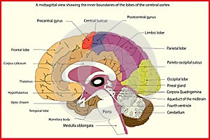 Creative brain design with touch points words brain head