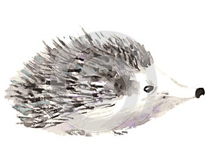 Hedgehog isolated on white background. Watercolor vector illustration photo