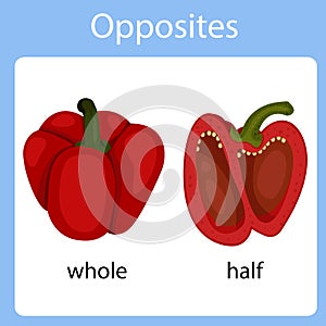 Illustrator of opposites whole and half photo