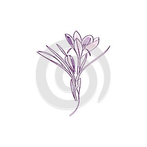 Saffron crocus flower or Botanica crocus vector lilac. Can be used for cards, invitations, banners, posters photo