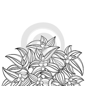 Vector bouquet with outline Tradescantia zebrina or Spiderwort flower bunch and leaf in black isolated on white background. photo