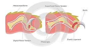 Cat nail structure anatomy / vector photo