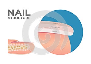 Structure of a Finger Nail . human . anatomy - Vector / dorsal, intermediate, ventral photo