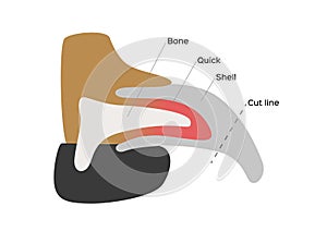 Dog nail structure anatomy /  photo