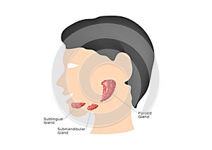 Salivary glands  sublingual , submandibular and parotid gland  - Vector photo