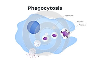 Phagocytosis in three steps. Human immune system vector . cell eating - Vector photo