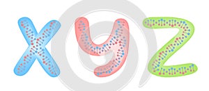 X y z dna / man and women vector