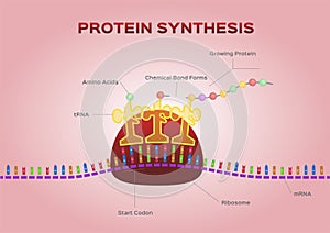 Protein synthesis vector / ribosome assemble protein molecules photo