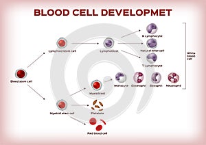 Blood cell development / stem cell are transform to platelet white and red blood cell infographic chart / vector photo