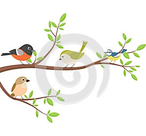 Beautiful birds sitting tree branch