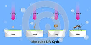 The life cycle of mosquitoes vector photo