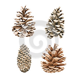 Pine Cone watercolor collection on white background Hand drawn painting photo