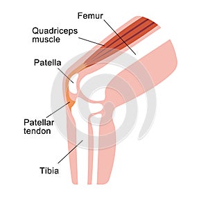 Knee joint section illustration  / English