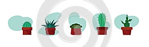 Succulent plants in pots. Flat design, card.