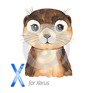 Cute Xerus for X letter.