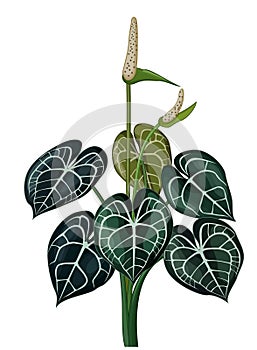 Green Leaves Araceae Ivy Plant Cartoon photo