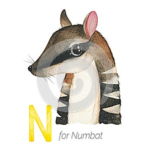 Cute Numbat for N letter. photo