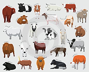Domestic Cow Set Various Kind Identify Cartoon Vector photo