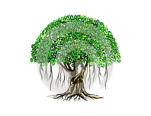 Banyan tree vector illustration with roots photo